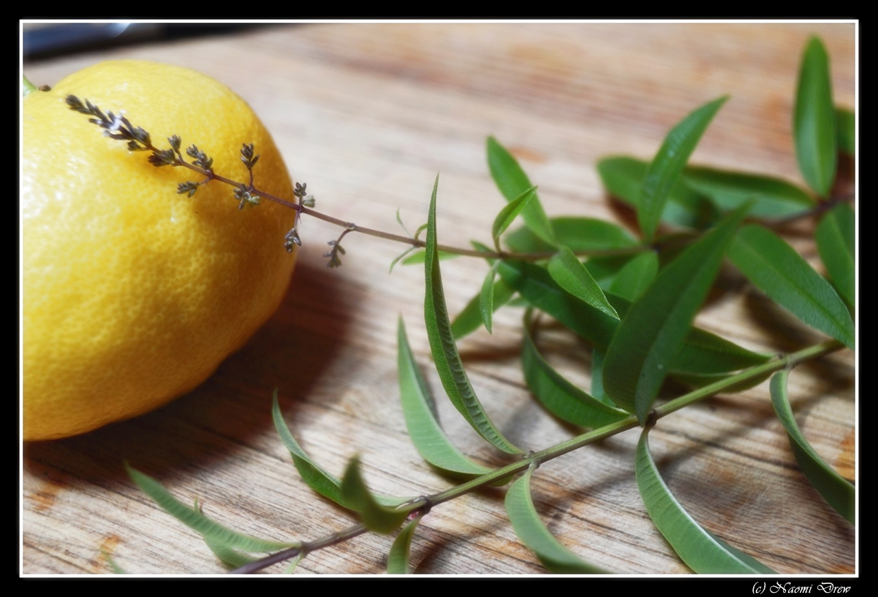 Лимон вербена. Lemon Verbena. Алоизия трёхлистная Вербена лимонная. Вербена лимонная ароматная.