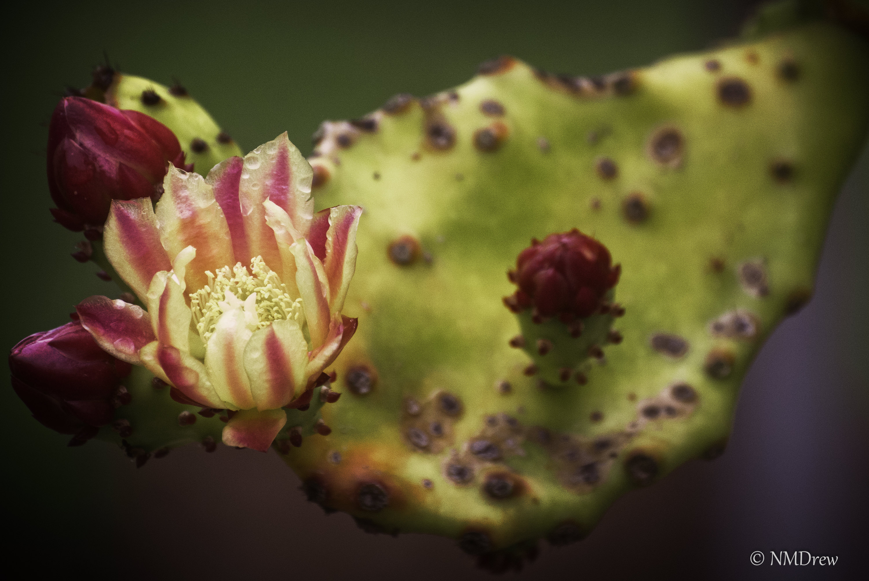 Cactus Flower-2